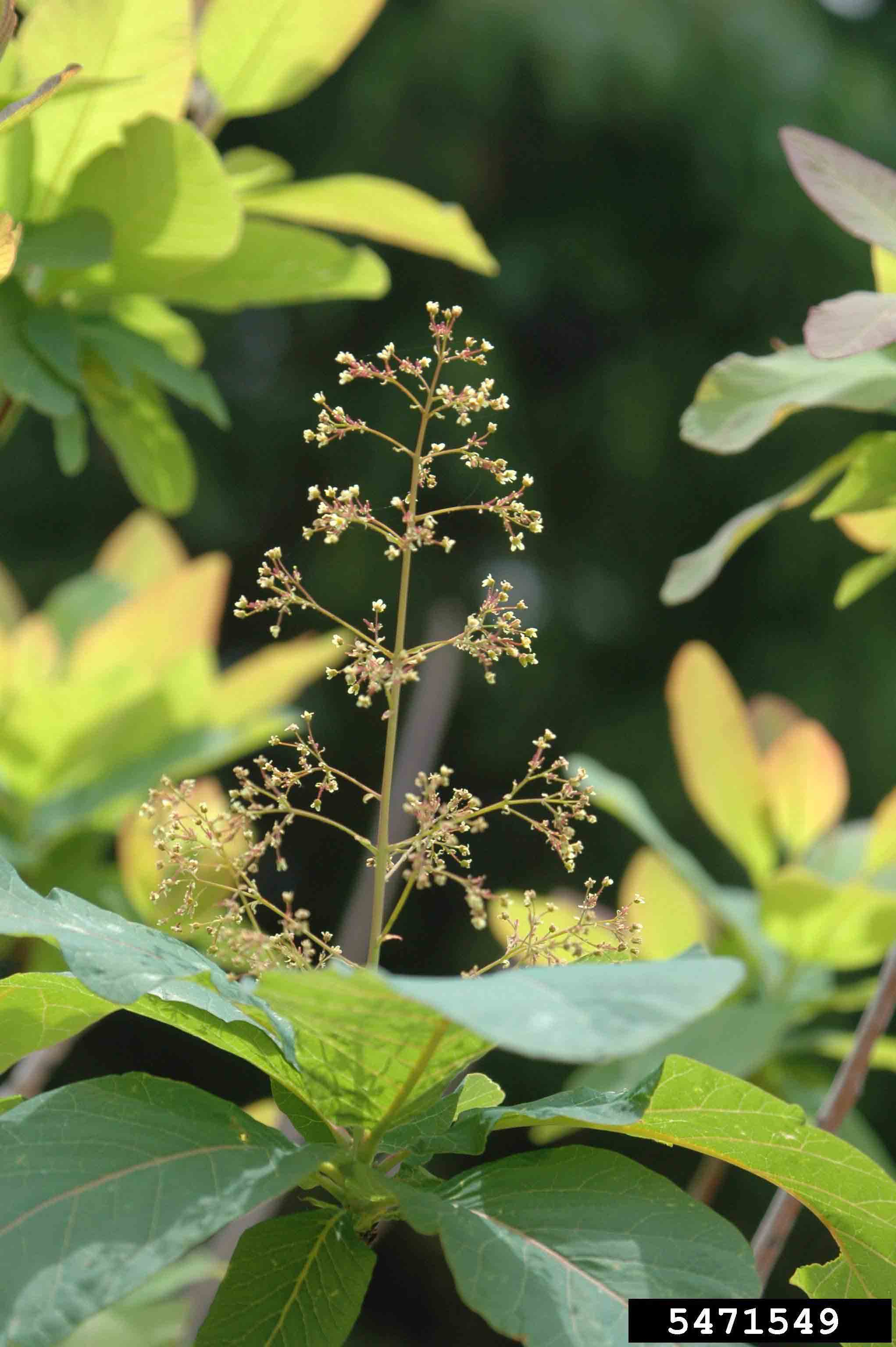 American smoketree flowers