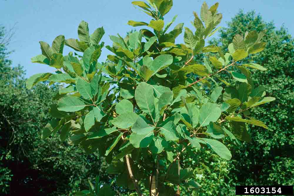 American smoketree leaves