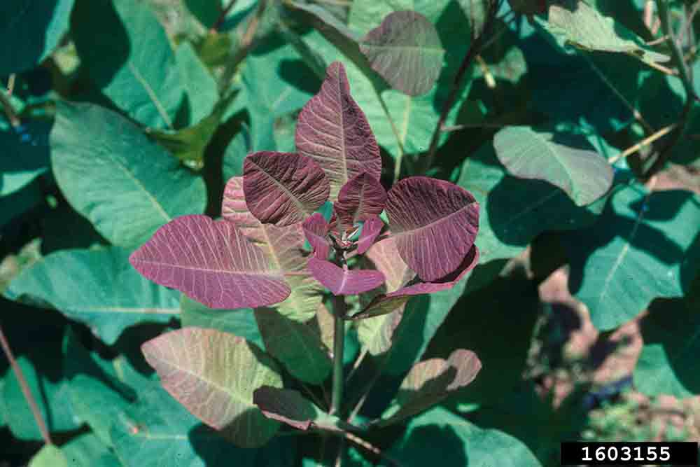 American smoketree, newly emerging leaves