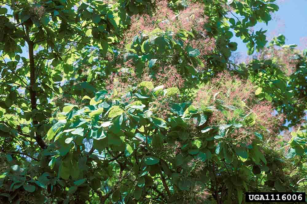 American smoketree, showing the flower stalks' "smoky" pink-purple hairs
