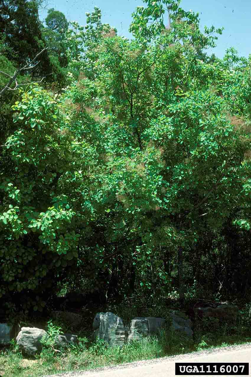 American smoketree