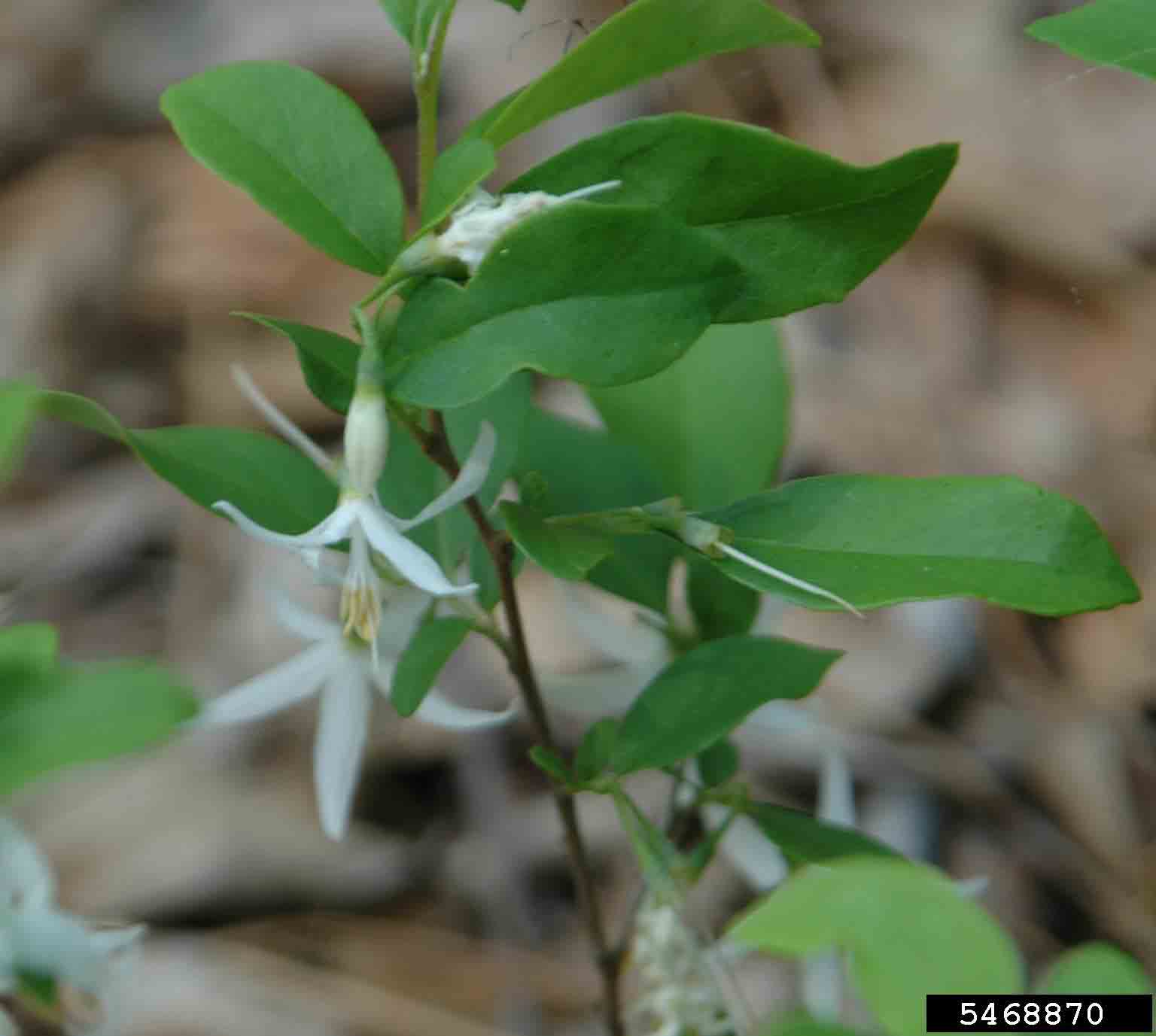 American snowbell flower and foliage