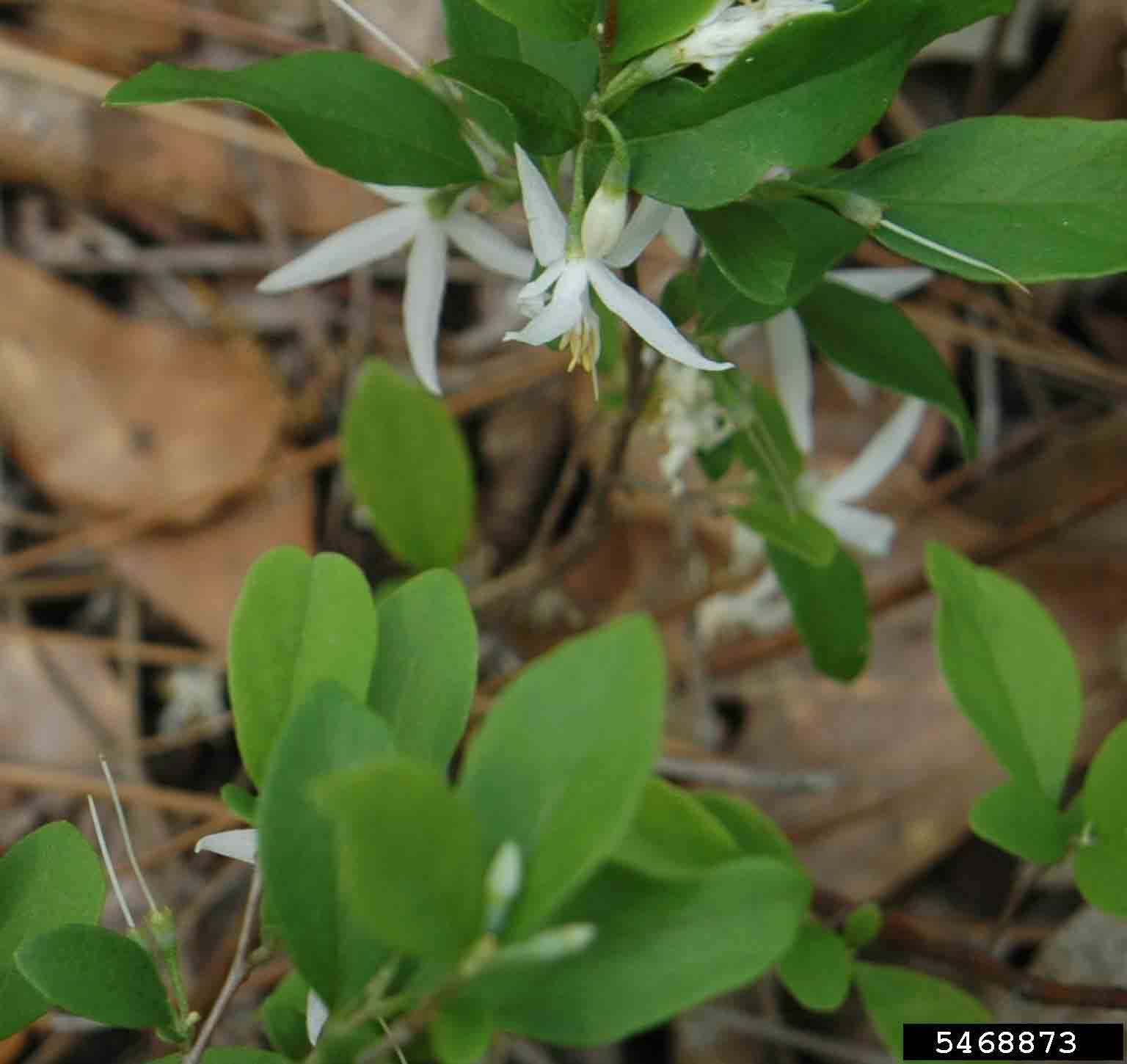 American snowbell flower