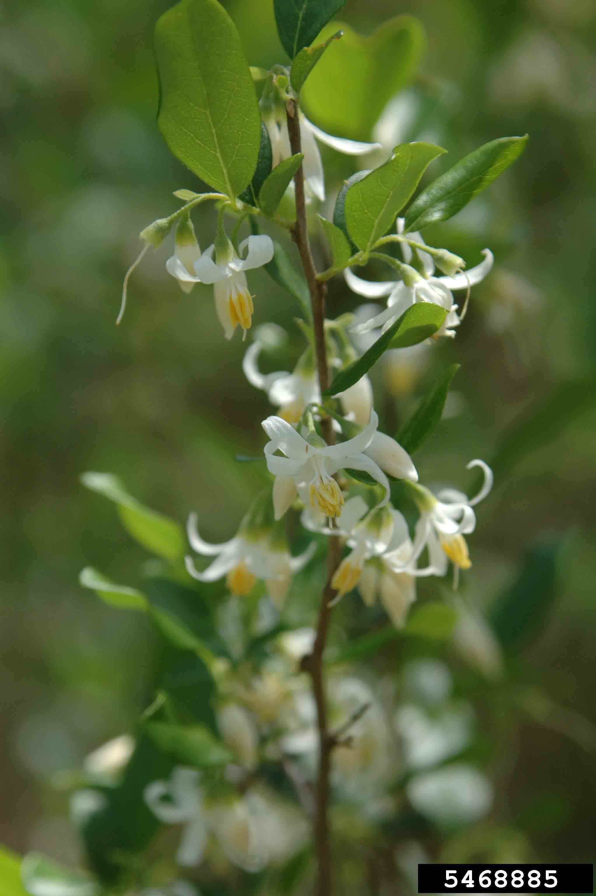 American snowbell flowers and foliage on stem
