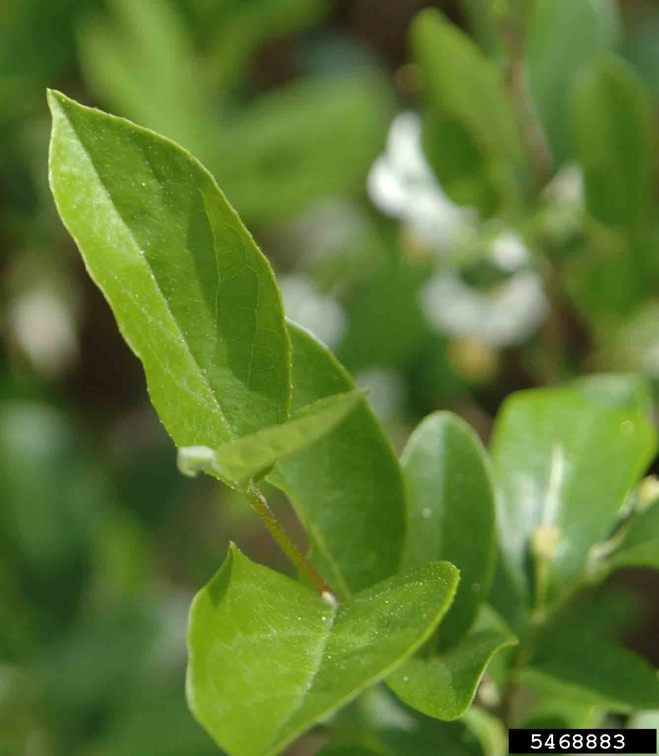 American snowbell leaves