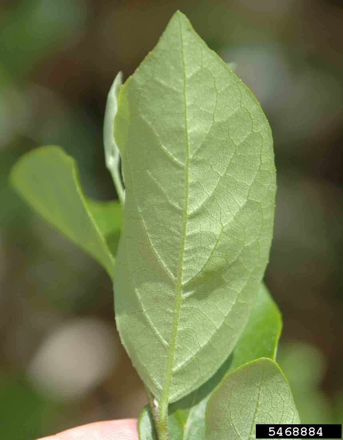 American snowbell leaf