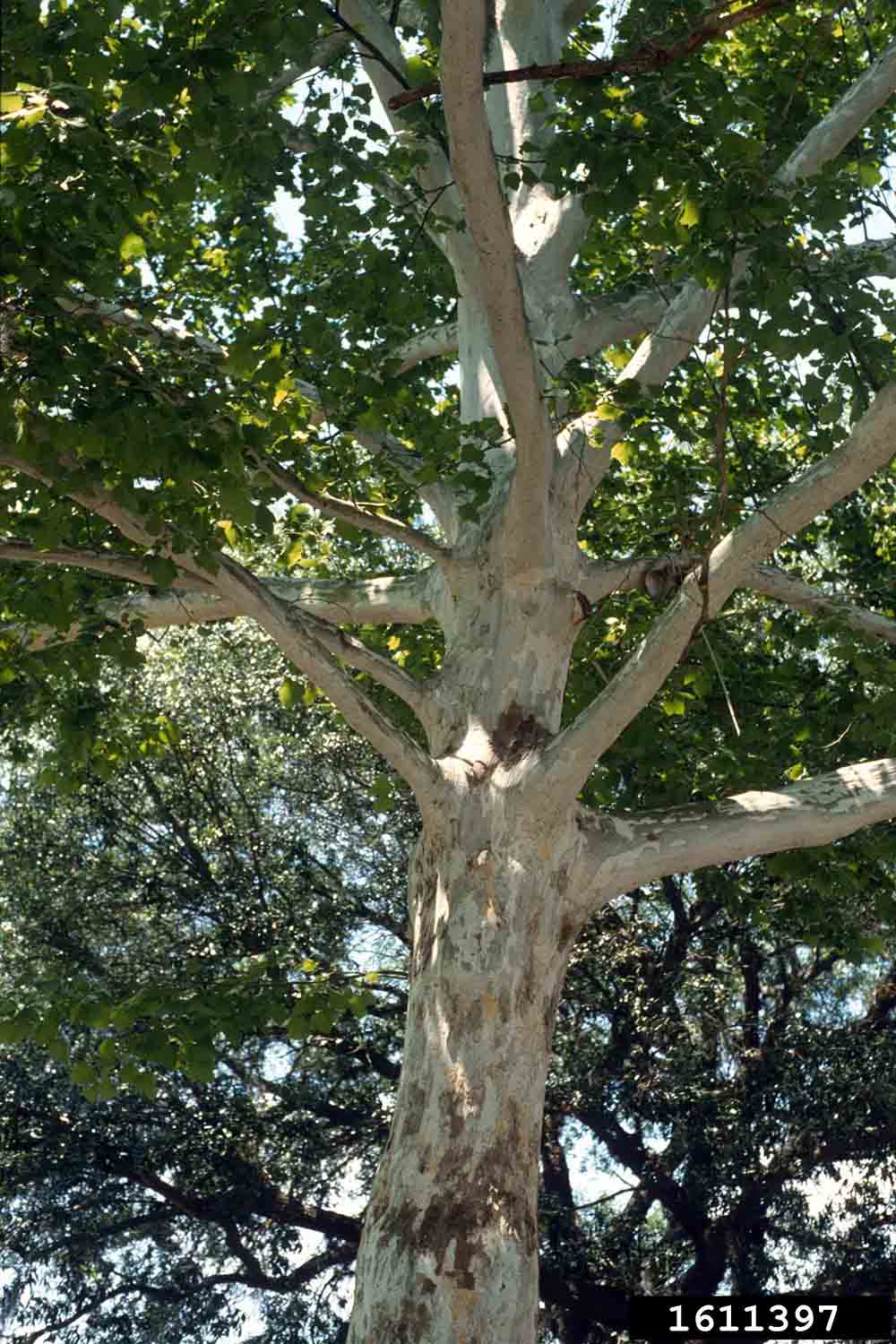 American sycamore bark, white on upper branches