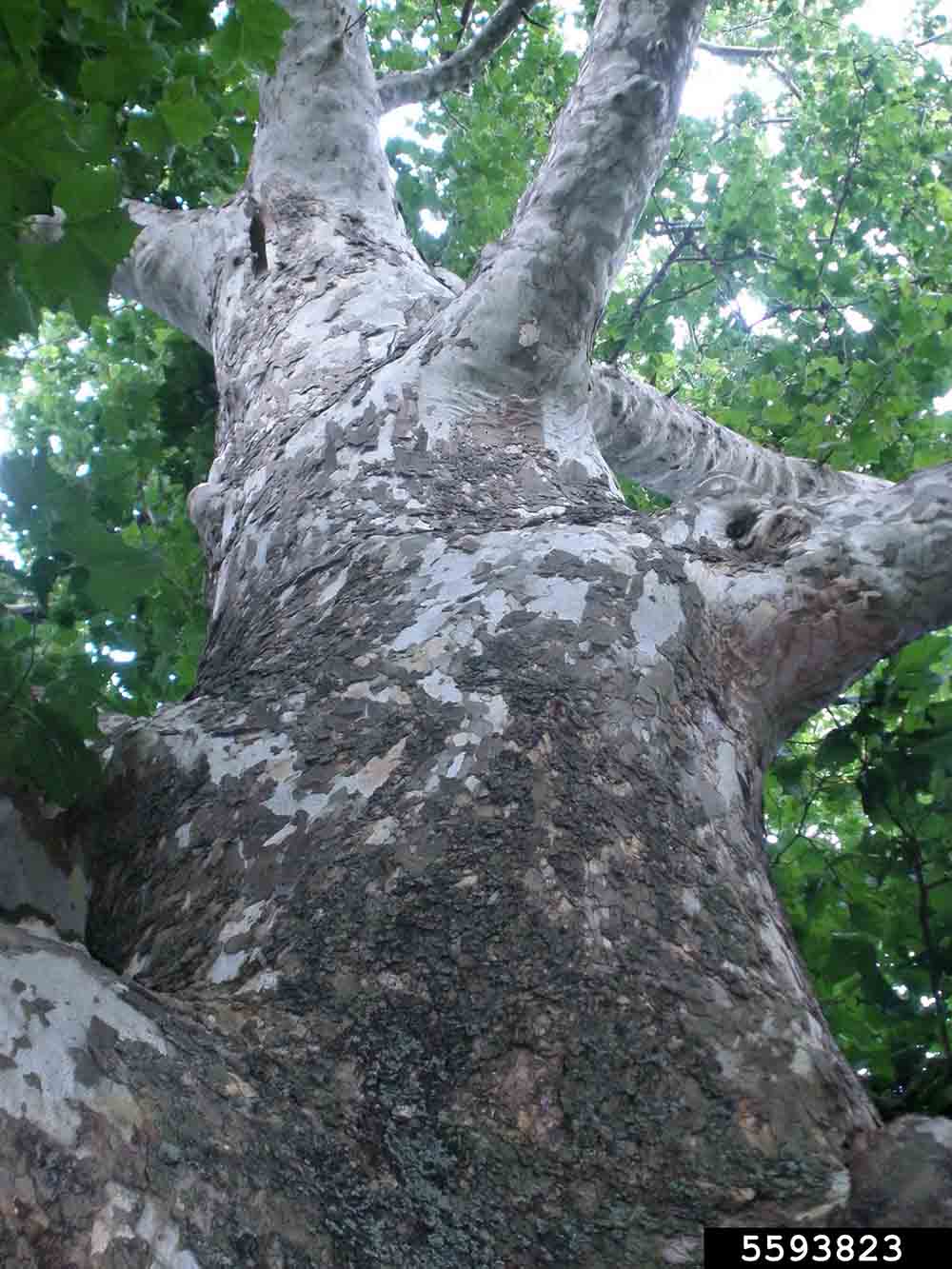 American sycamore bark on trunk
