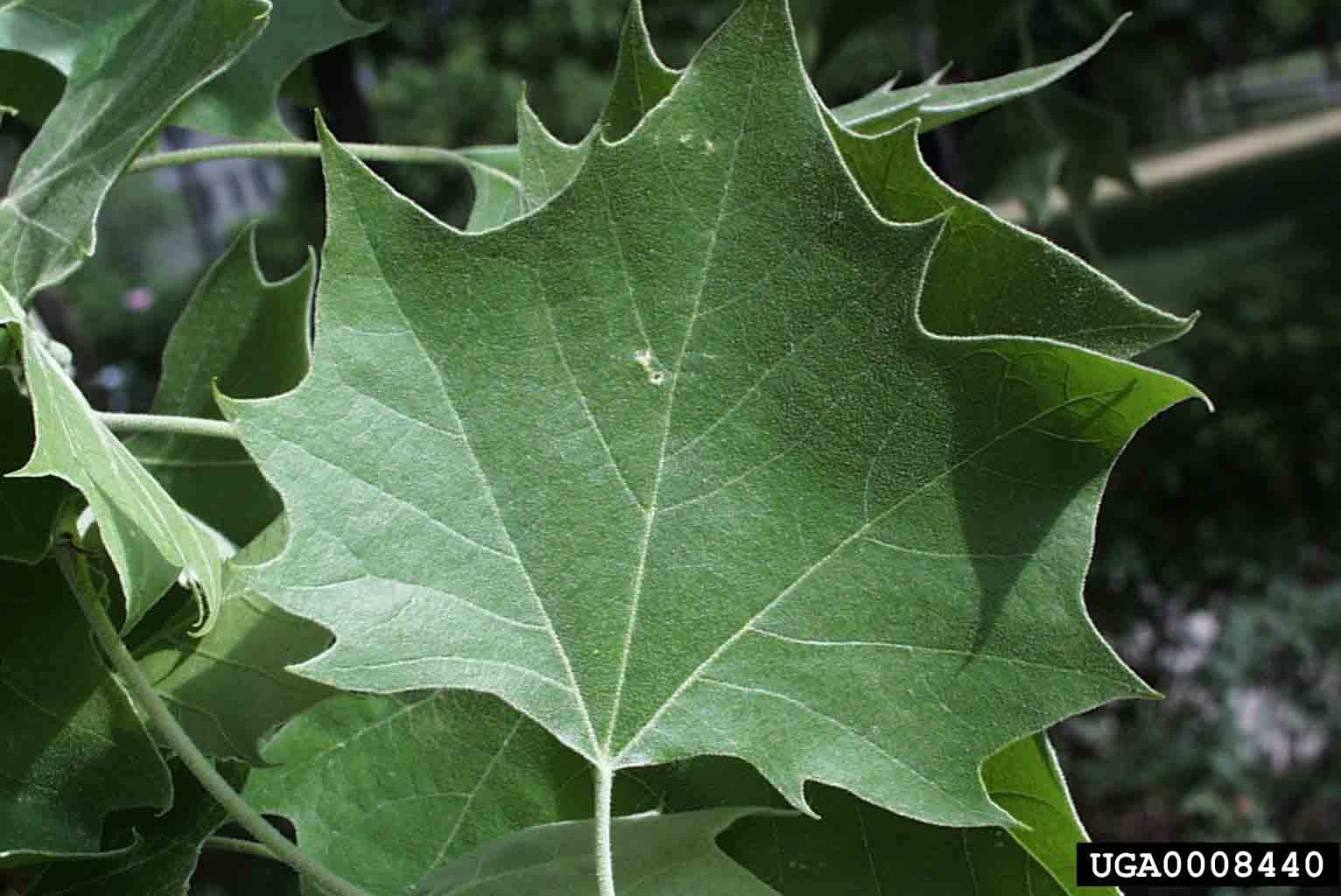 American sycamore leaf, 4"-8" wide