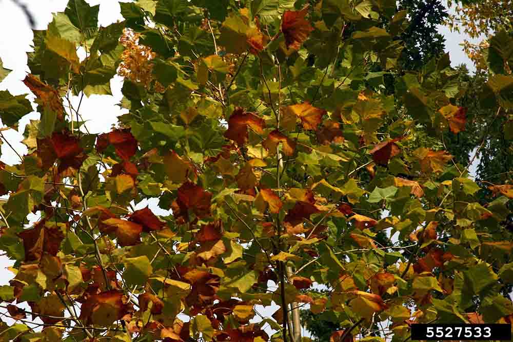 American sycamore foliage