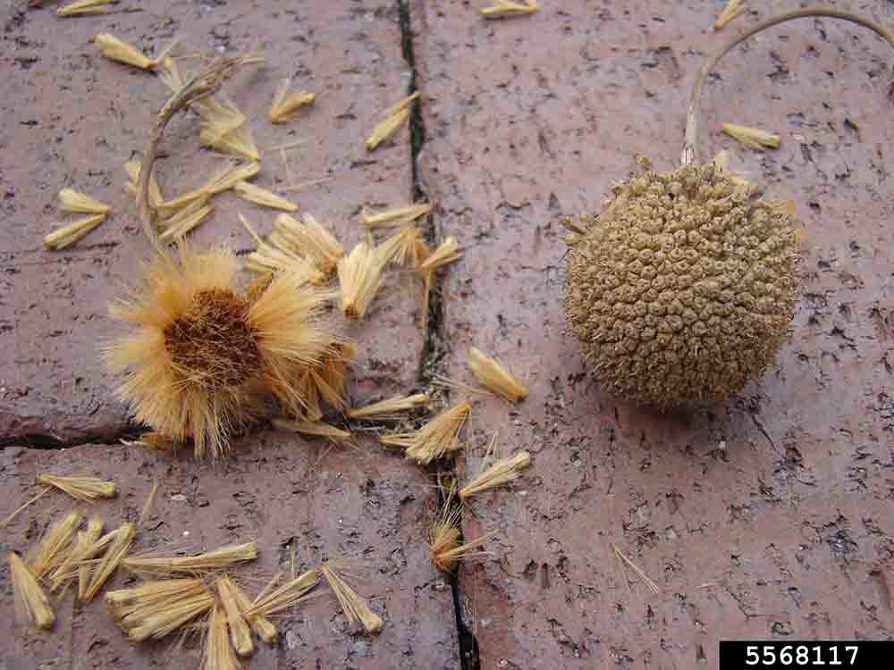American sycamore fruit