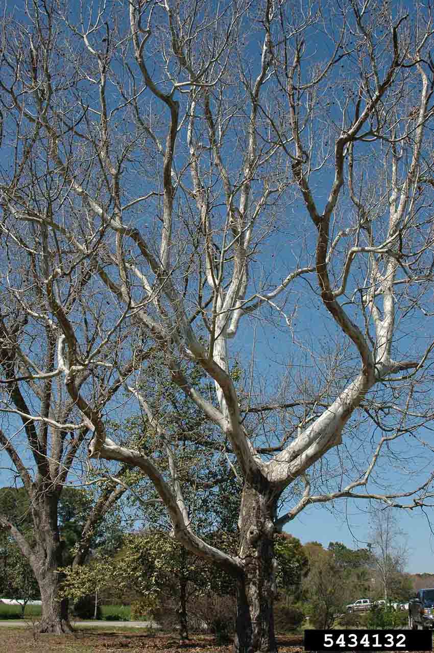 American sycamore tree, showing branching habit and white bark on upper branches