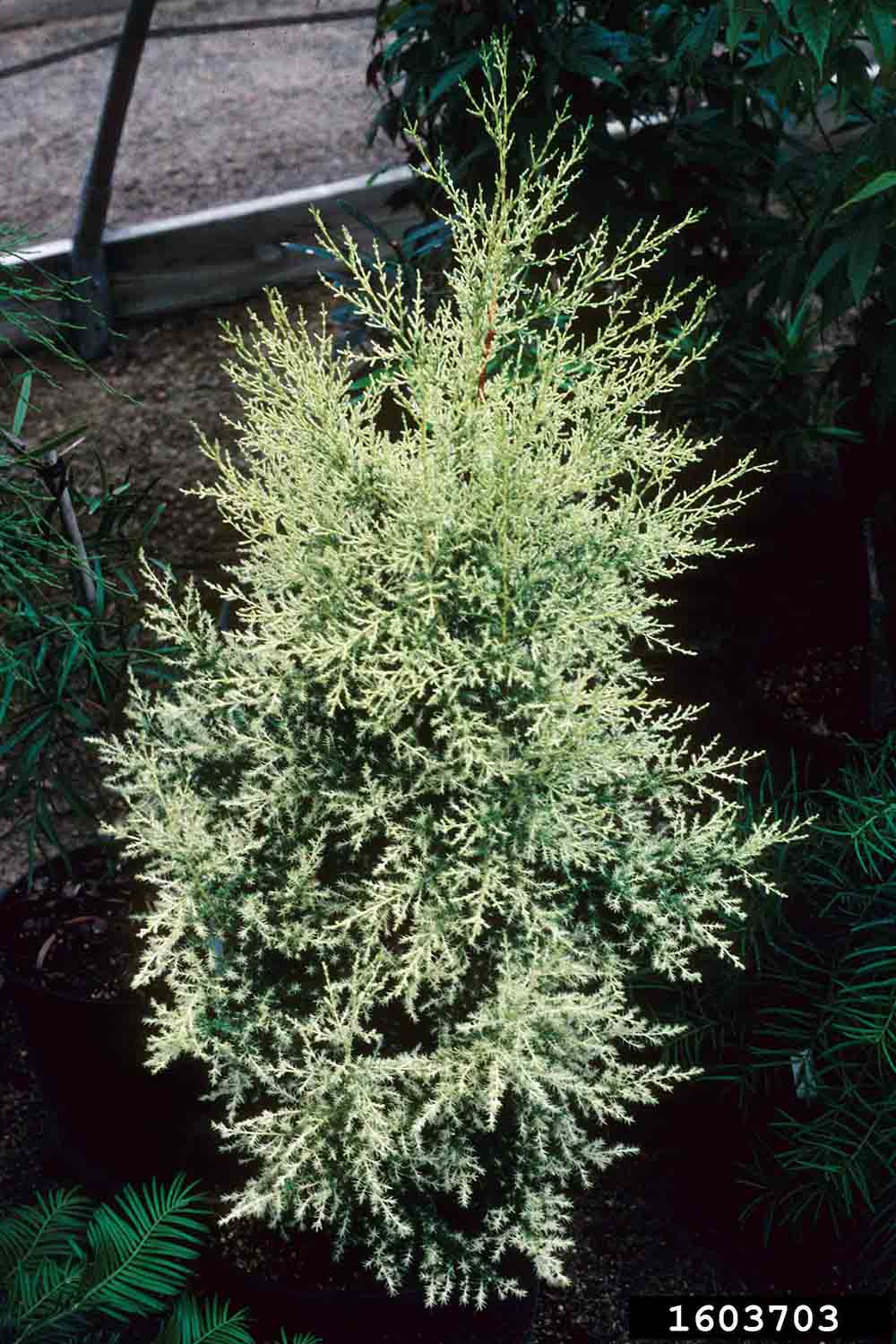 Arizona cypress tree