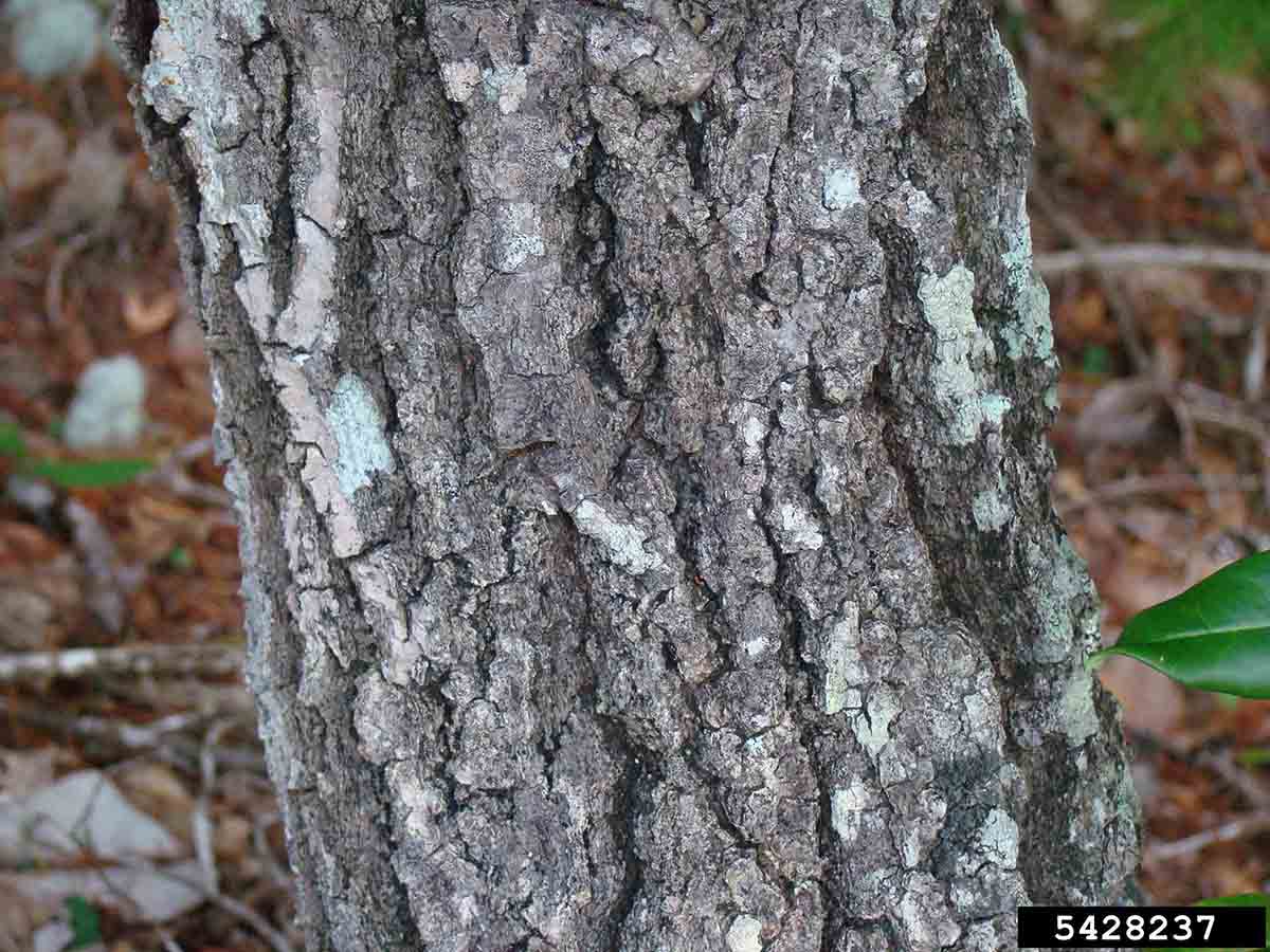 Arkansas oak bark