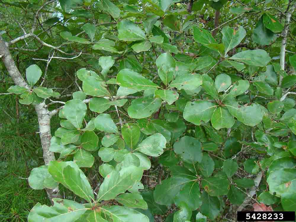 Arkansas oak leaves
