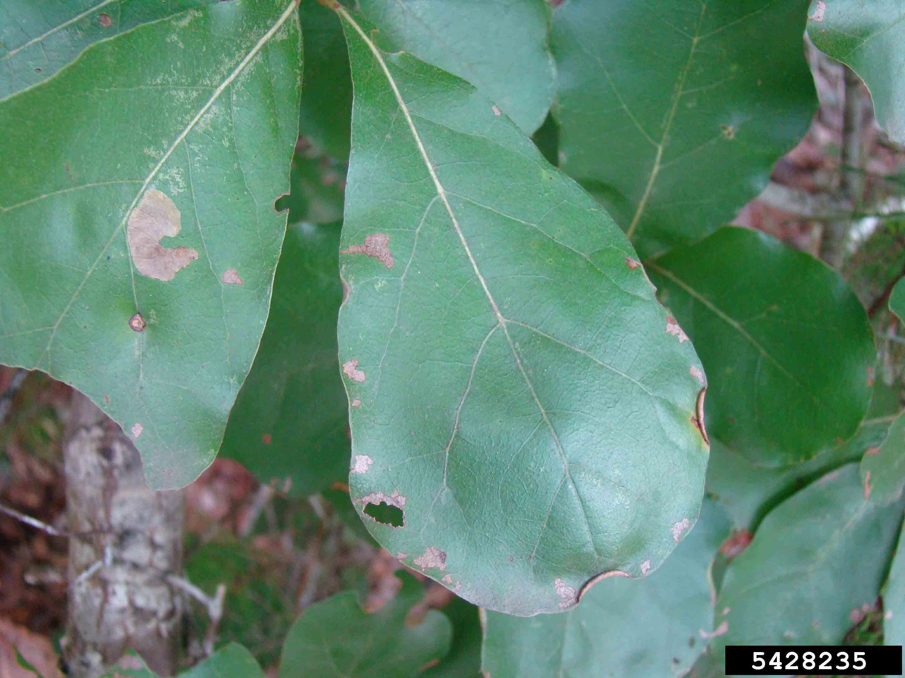 Arkansas oak leaf