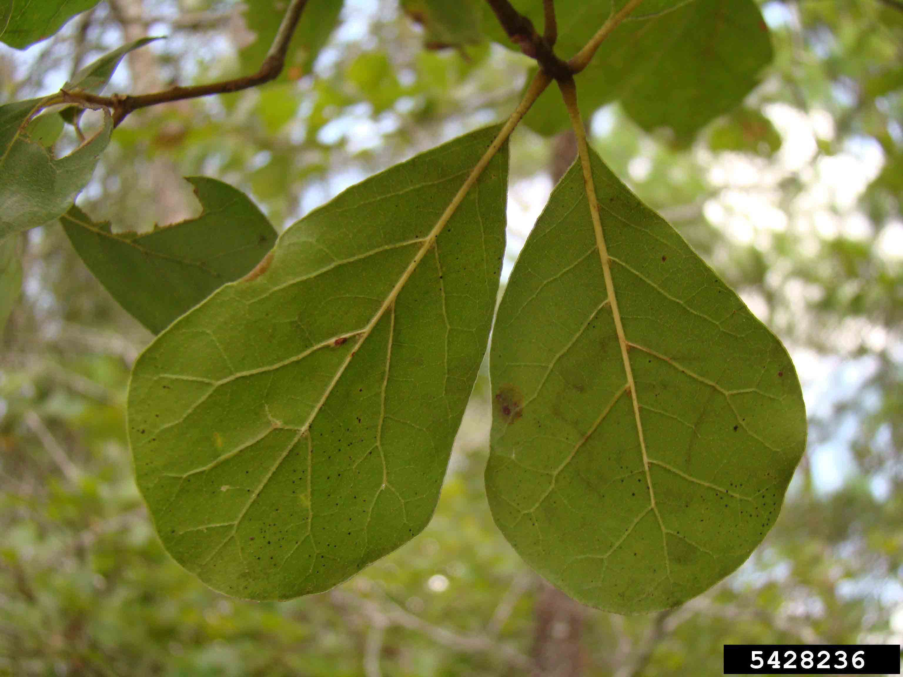 Arkansas oak leaves, undersides