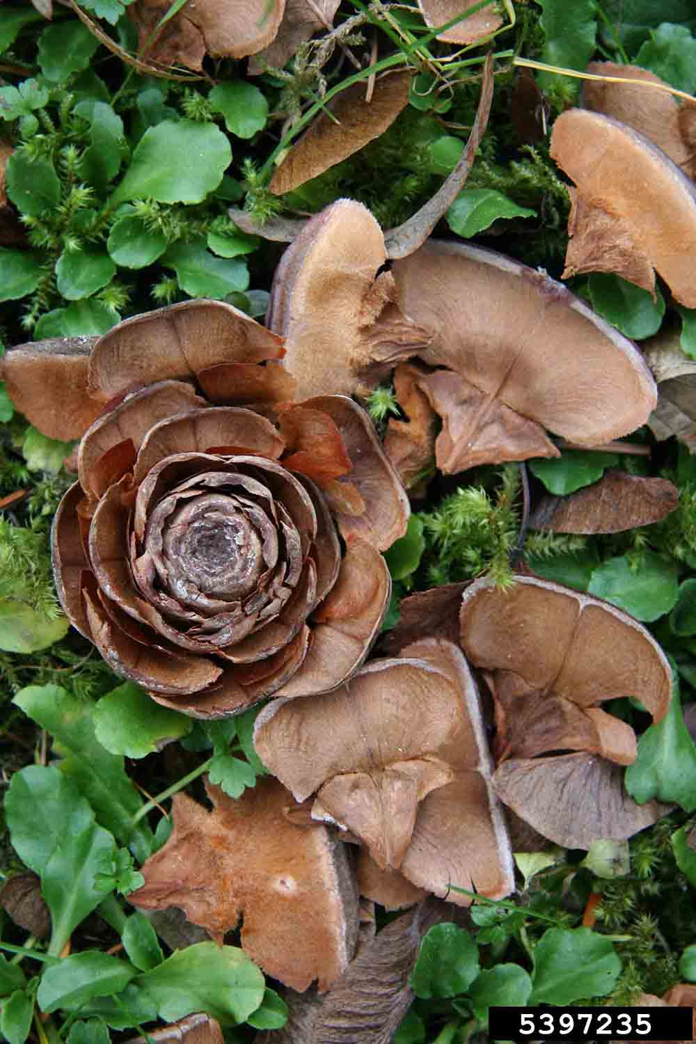 Atlas cedar cone