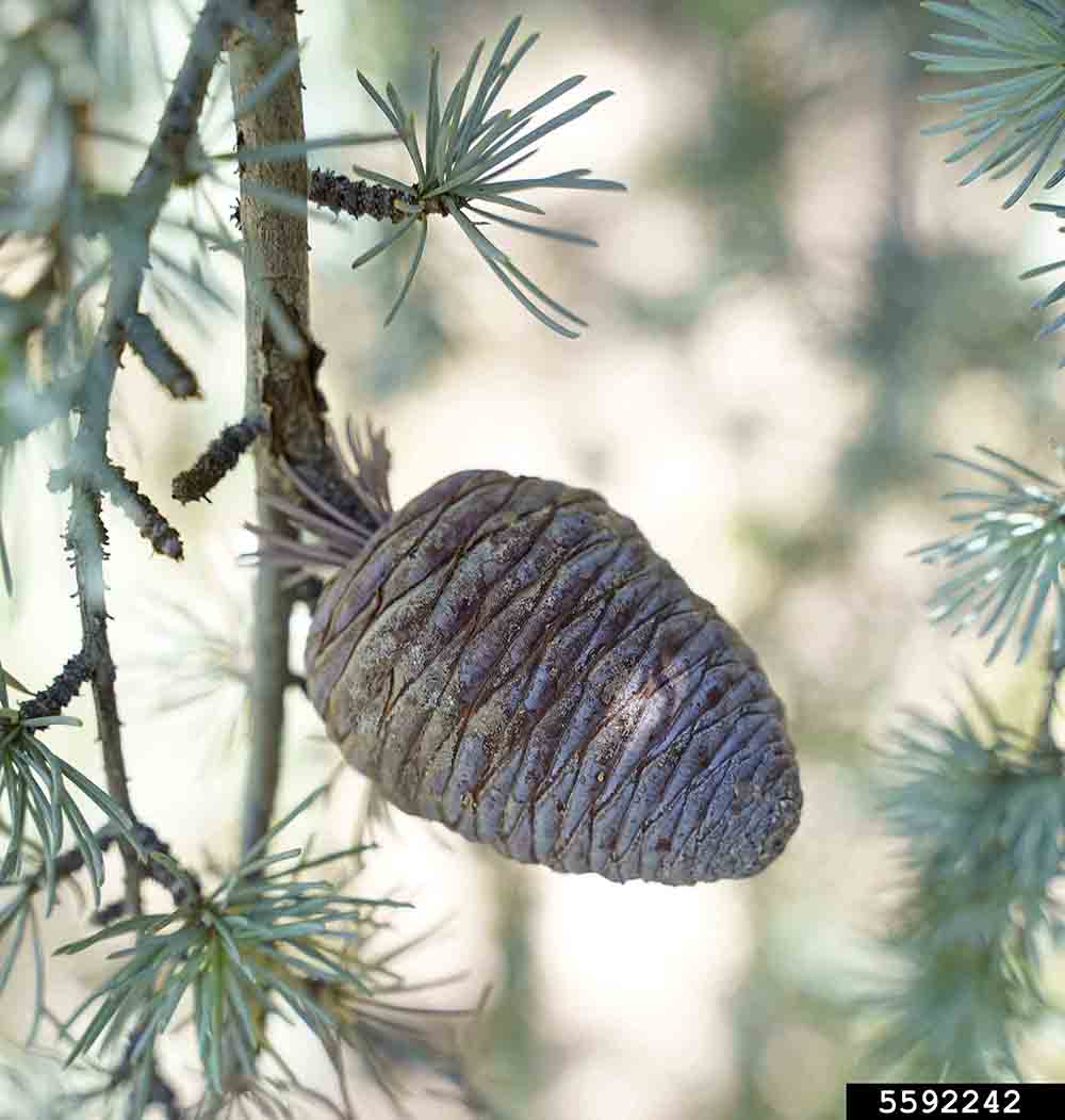 Atlas cedar cone, 3" long