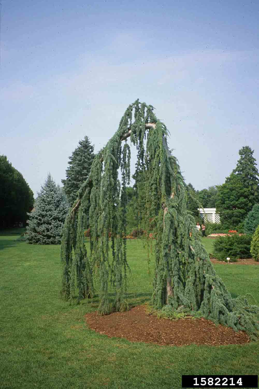 Atlas cedar cultivar