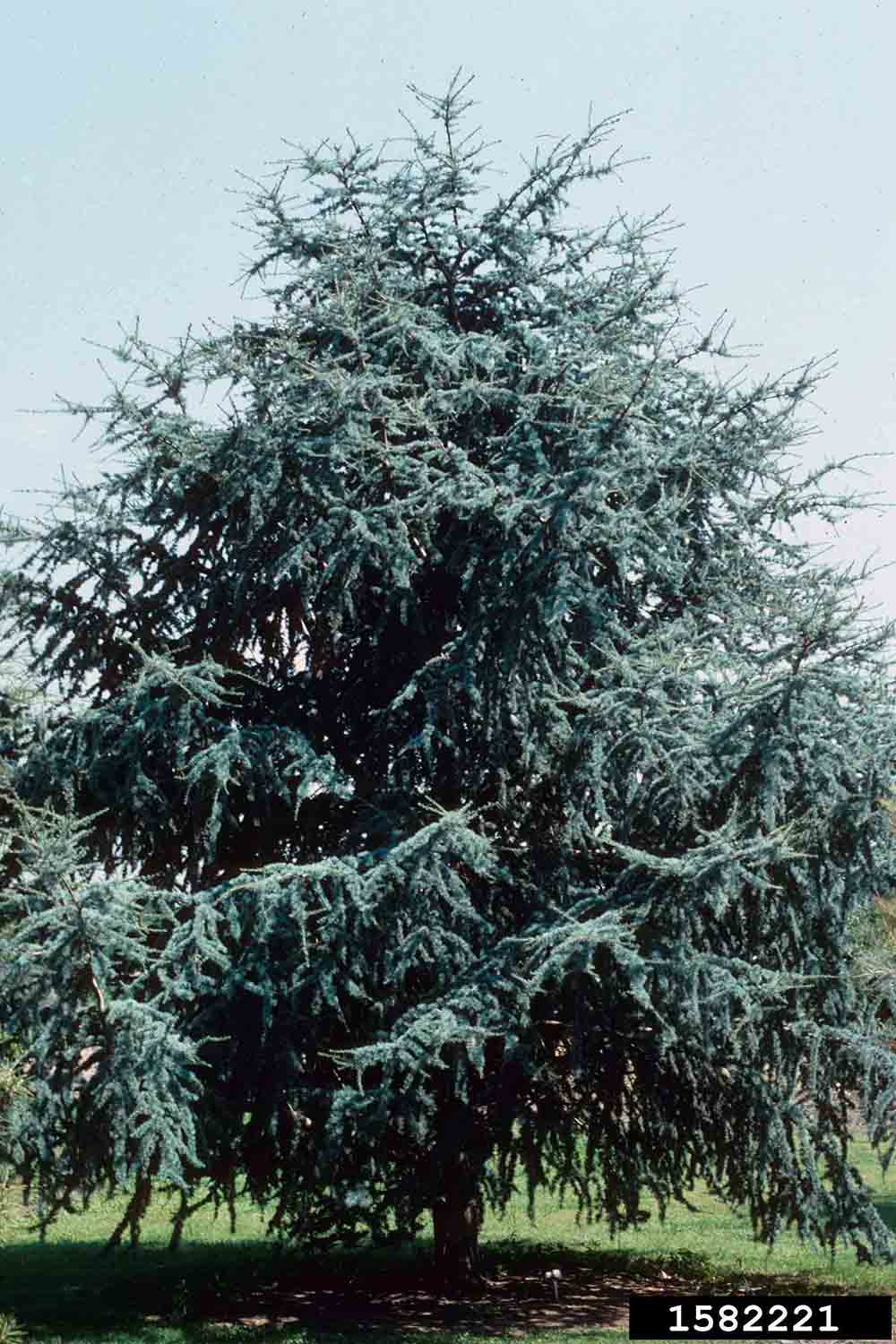 Atlas cedar cultivar