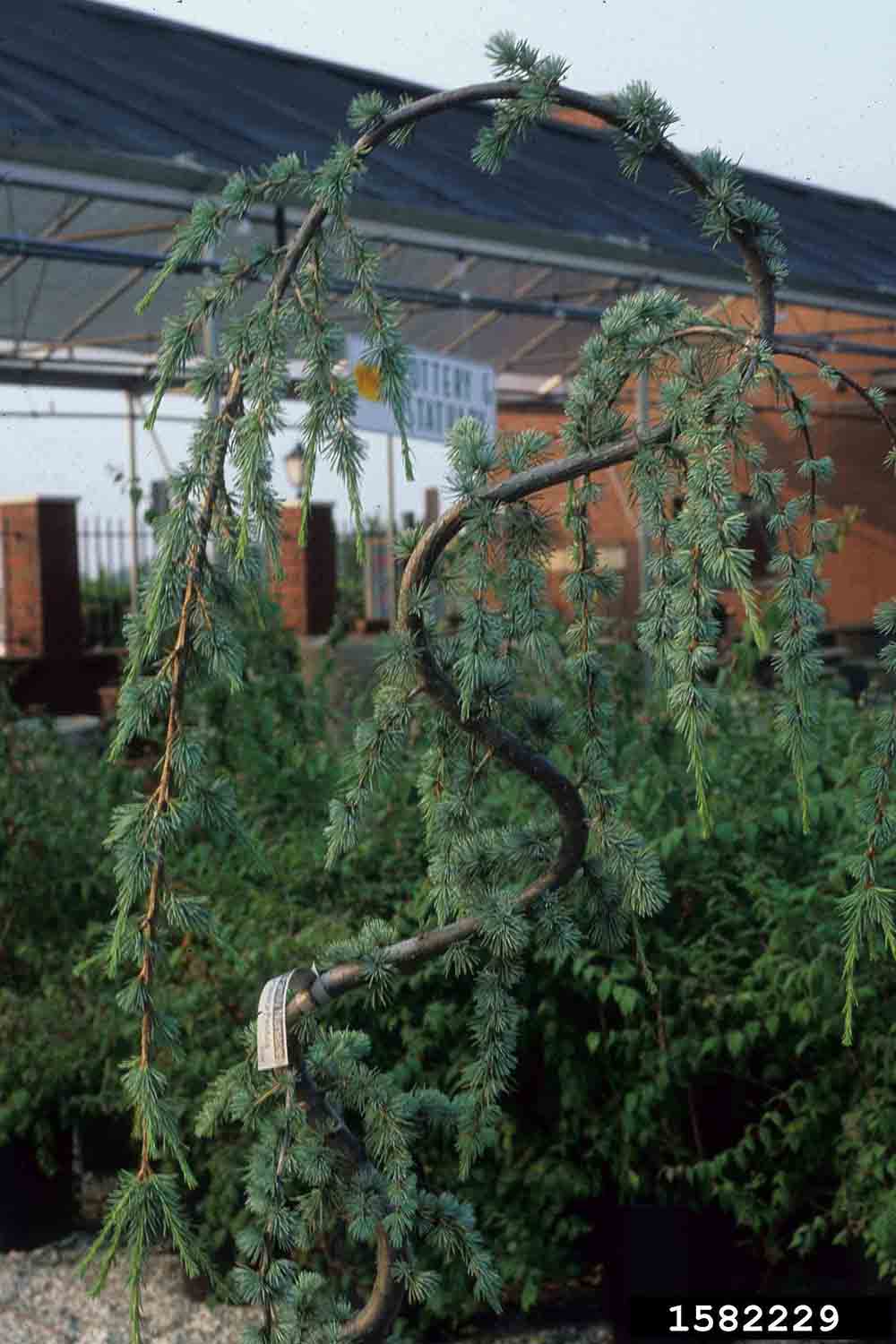 Atlas cedar cultivar