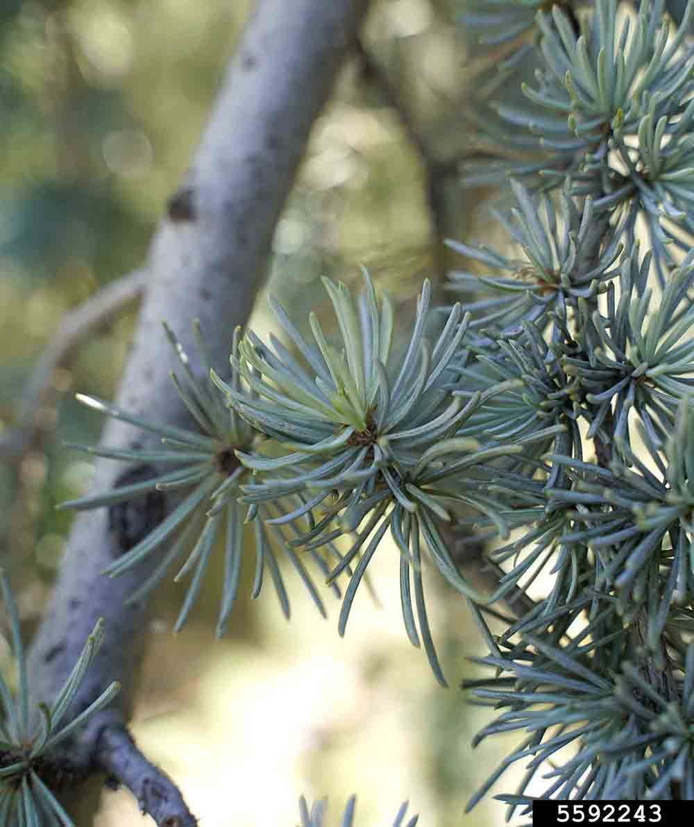 Atlas cedar foliage