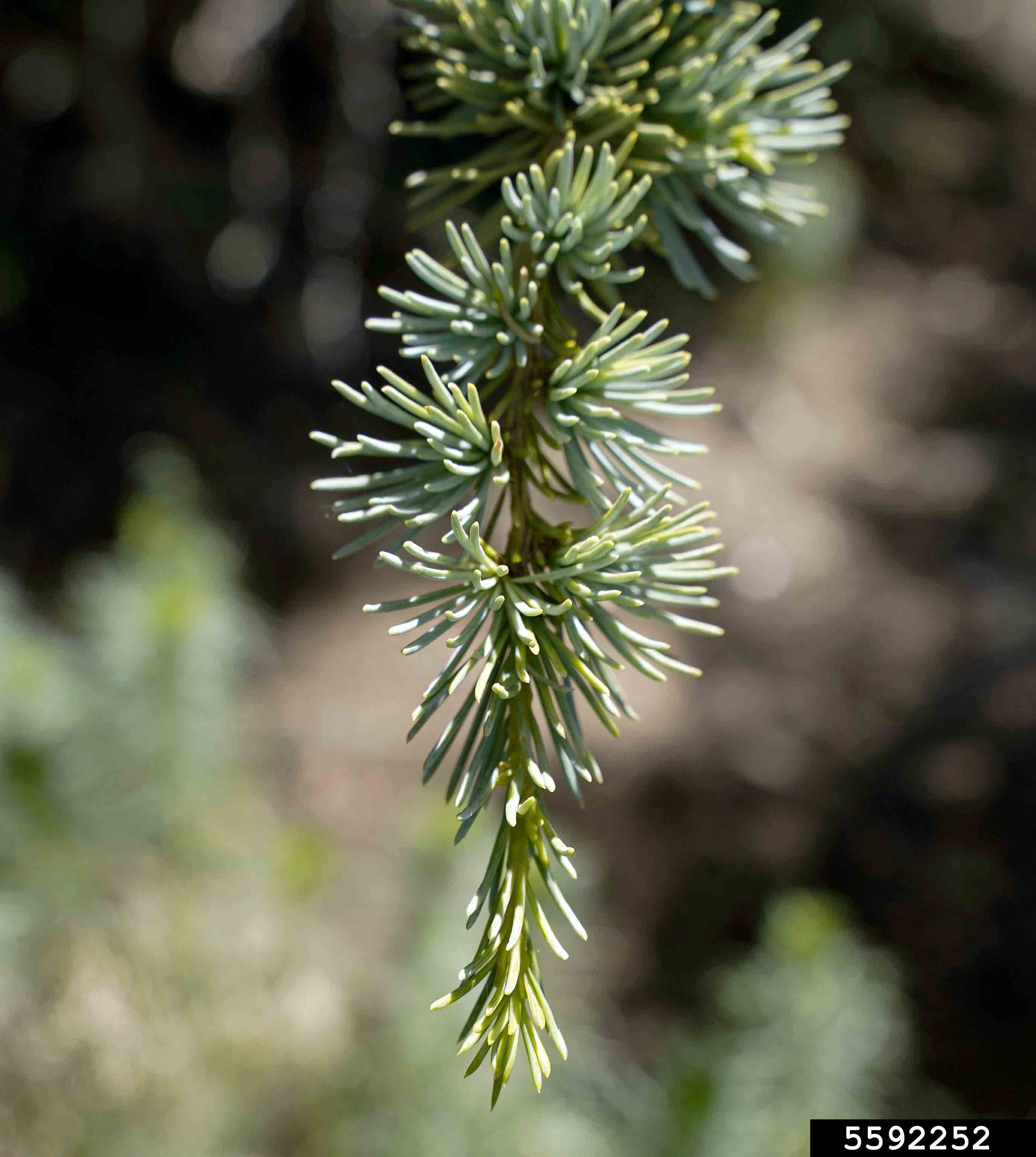 Atlas cedar foliage, 1" long in bundles