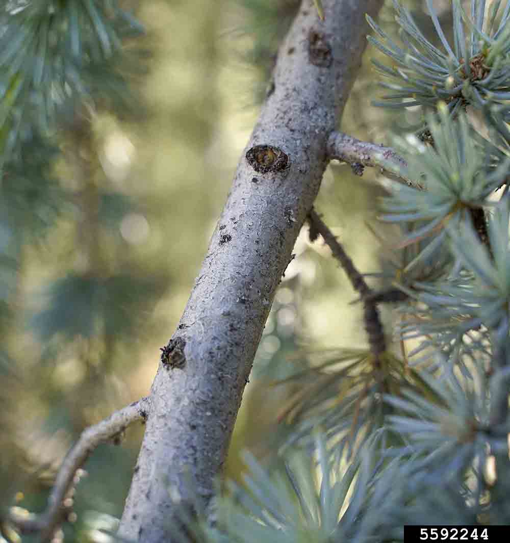 Atlas cedar branch