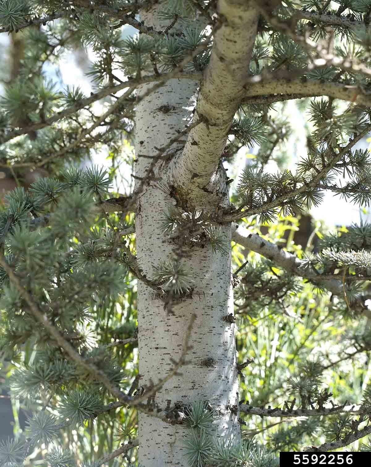 Atlas cedar trunk and branches
