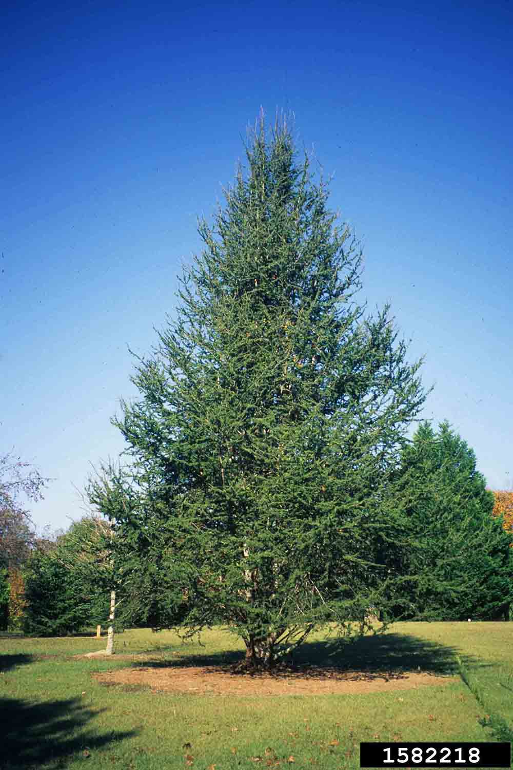 Atlas cedar tree
