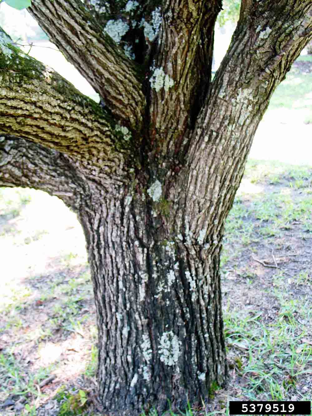 Callery pear trunk, showing bark and branching habit