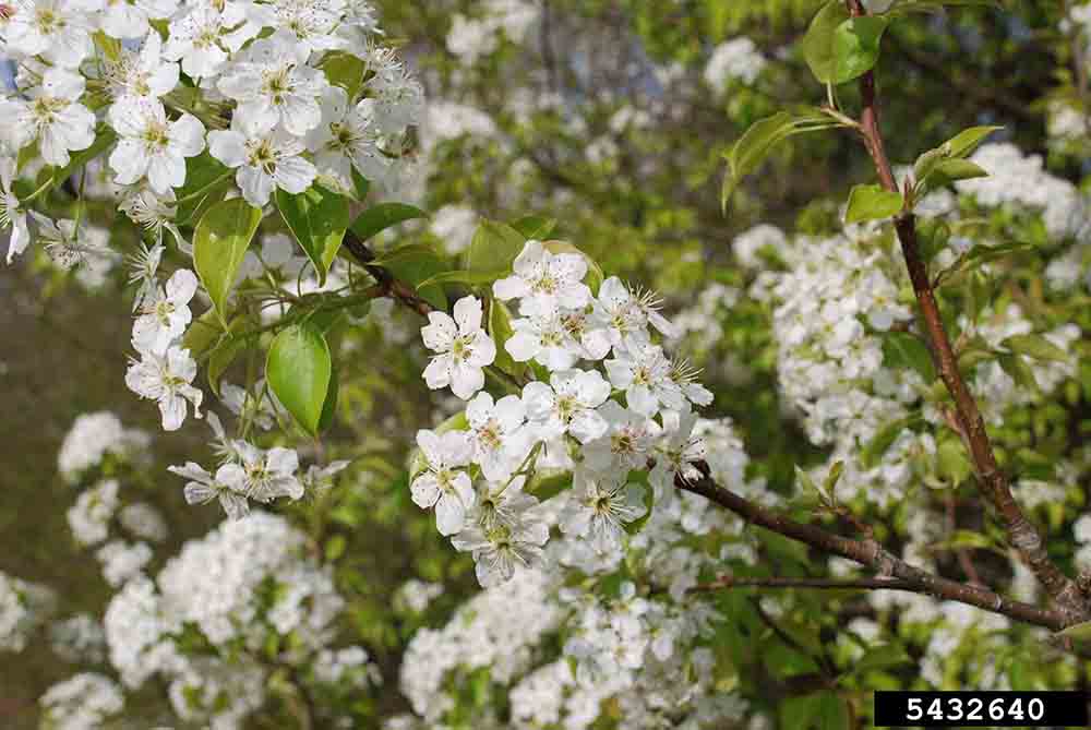Bradford Callery pear flowers