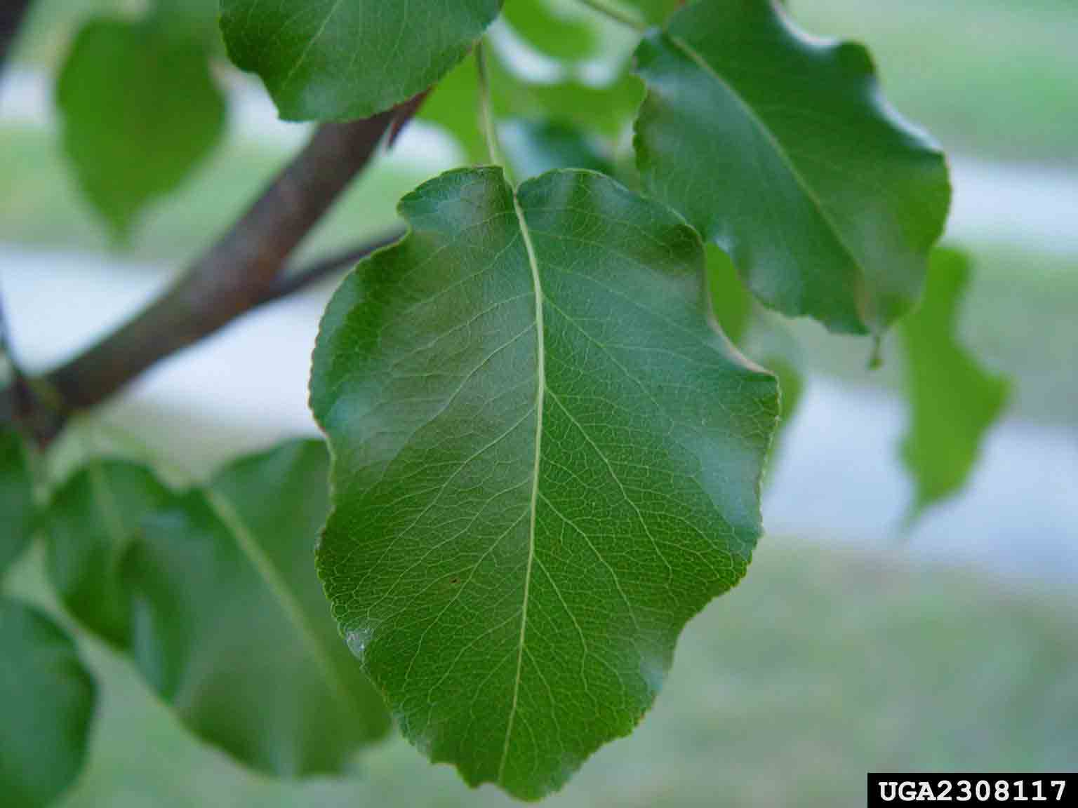 Bradford Callery pear leaf, with toothed margins and shiny green surface