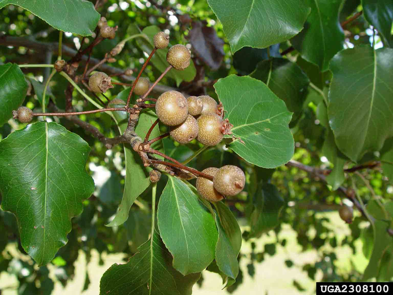 Callery pear fruit