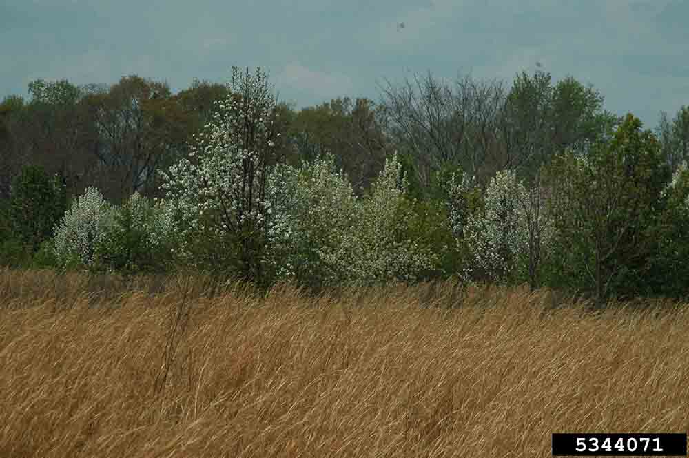 Callery pear infestation