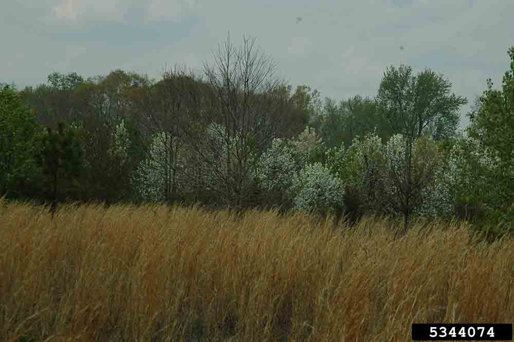 Callery pear infestation