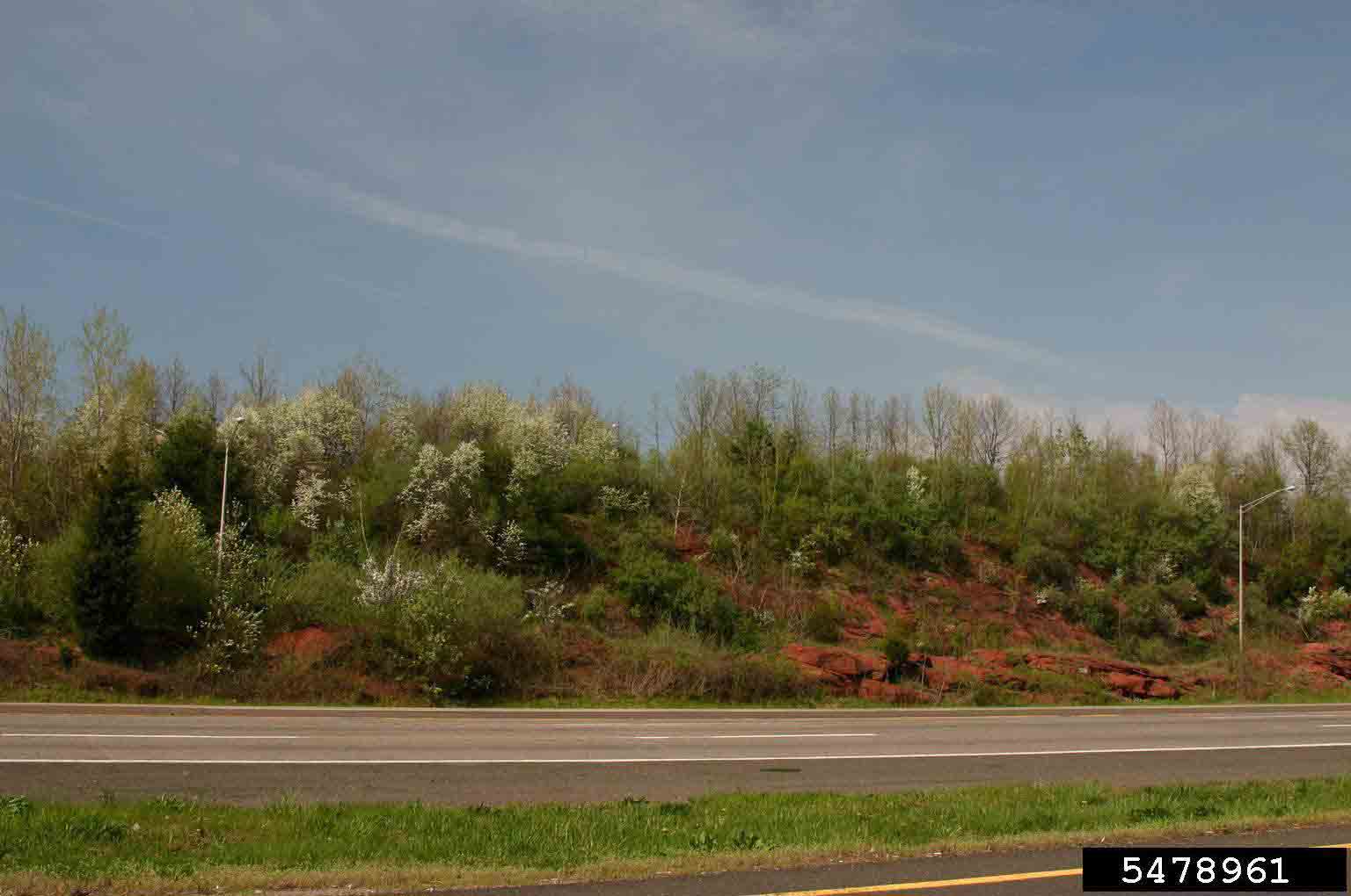 Callery pear infestation