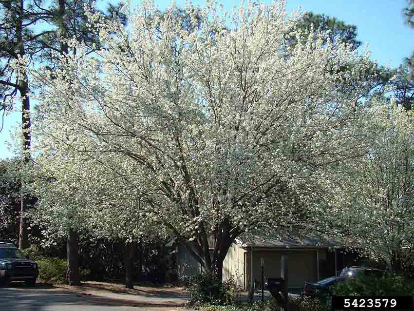 Bradford Callery pear tree in bloom