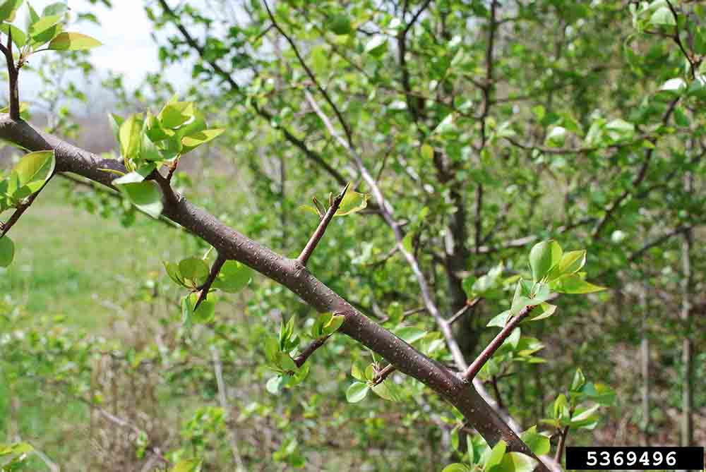 Callery pear branch, showing sharp stout thorns
