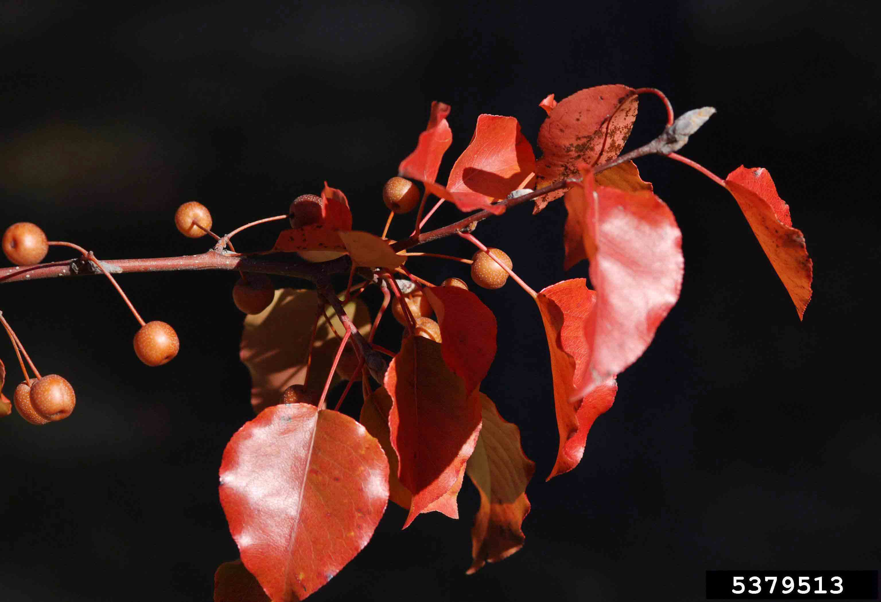 Callery pear leaves, fall