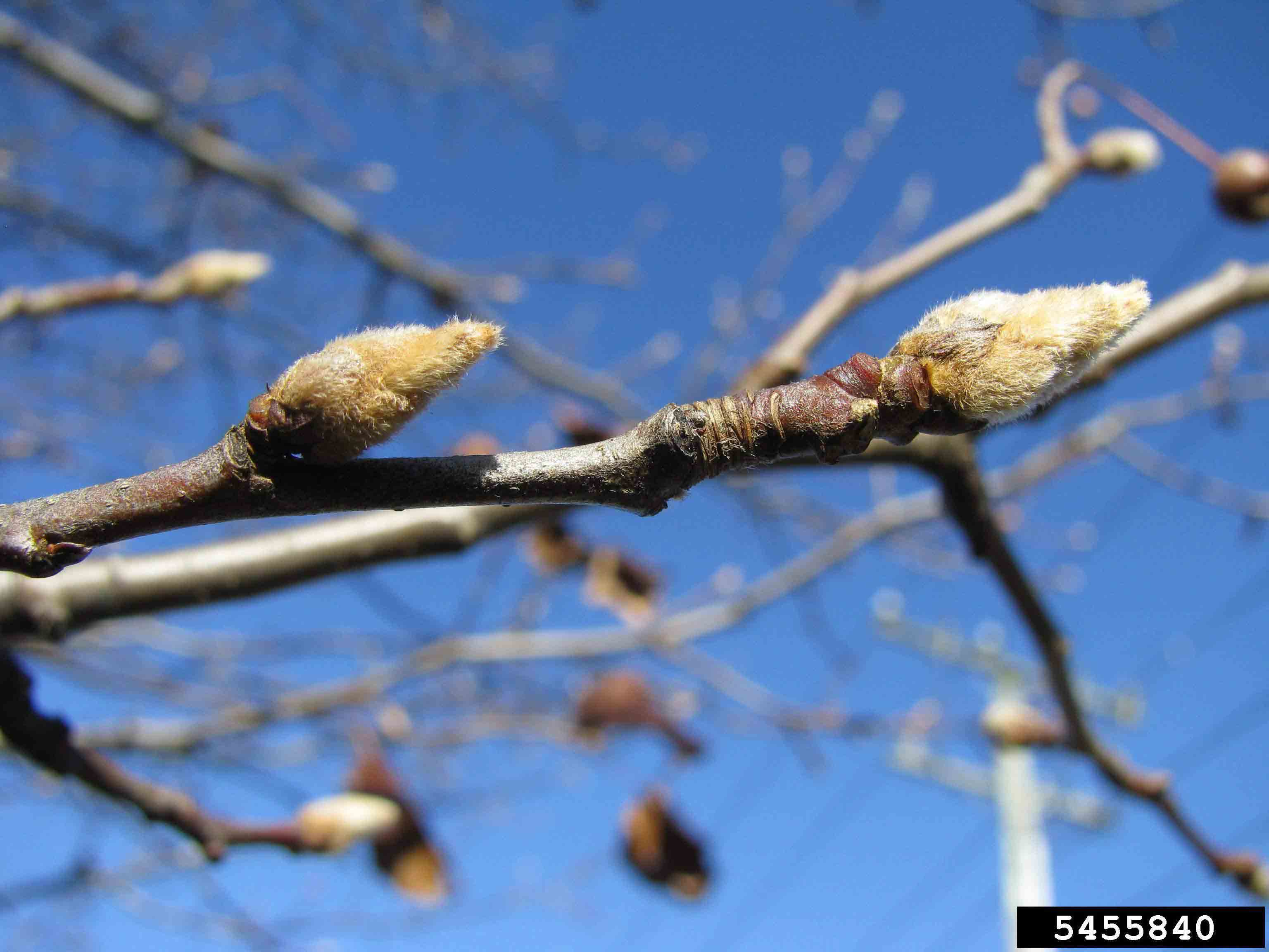 Bradford Callery pear twig with buds
