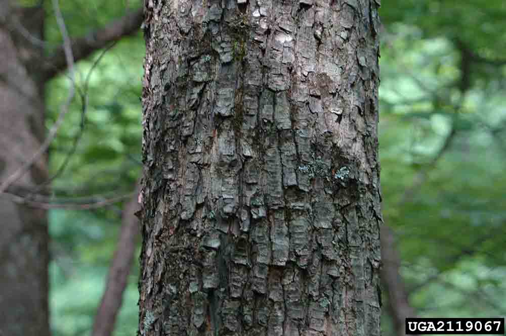 Carolina silverbell bark on trunk