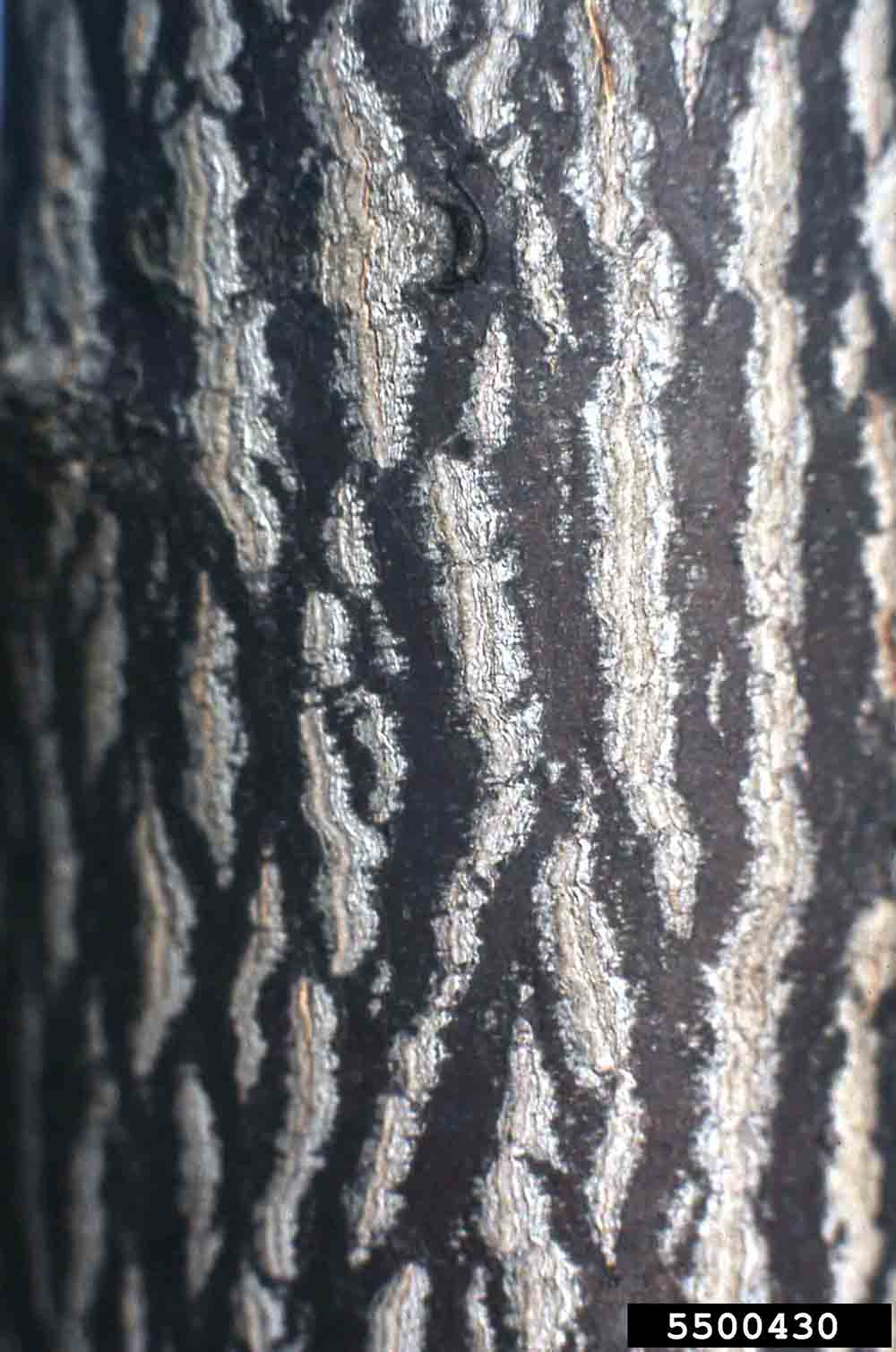 Carolina silverbell bark on trunk