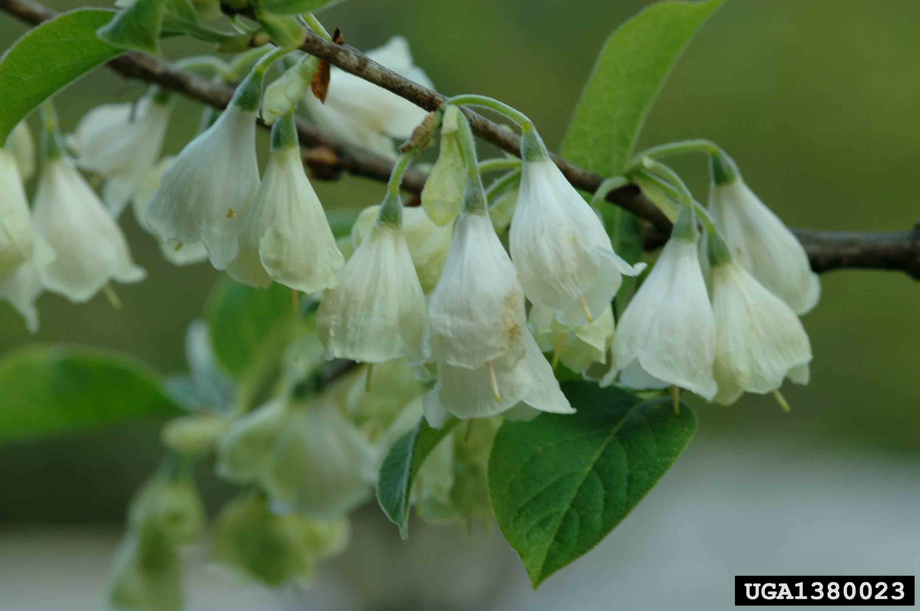 Carolina silverbell flowers