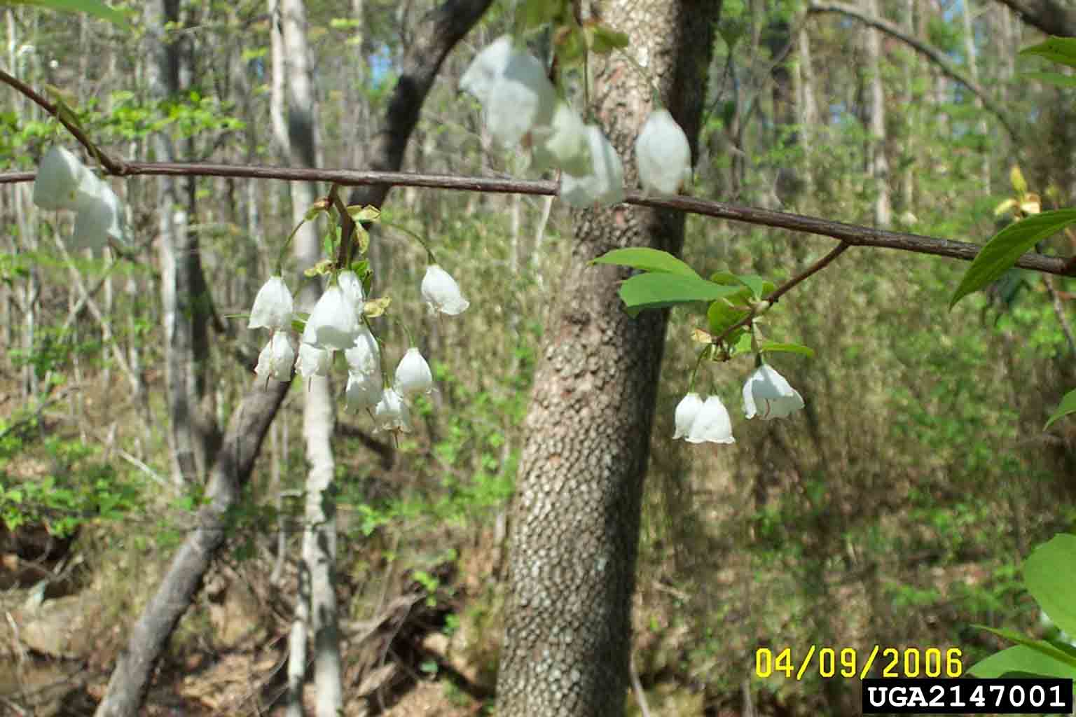 Carolina silverbell flowers
