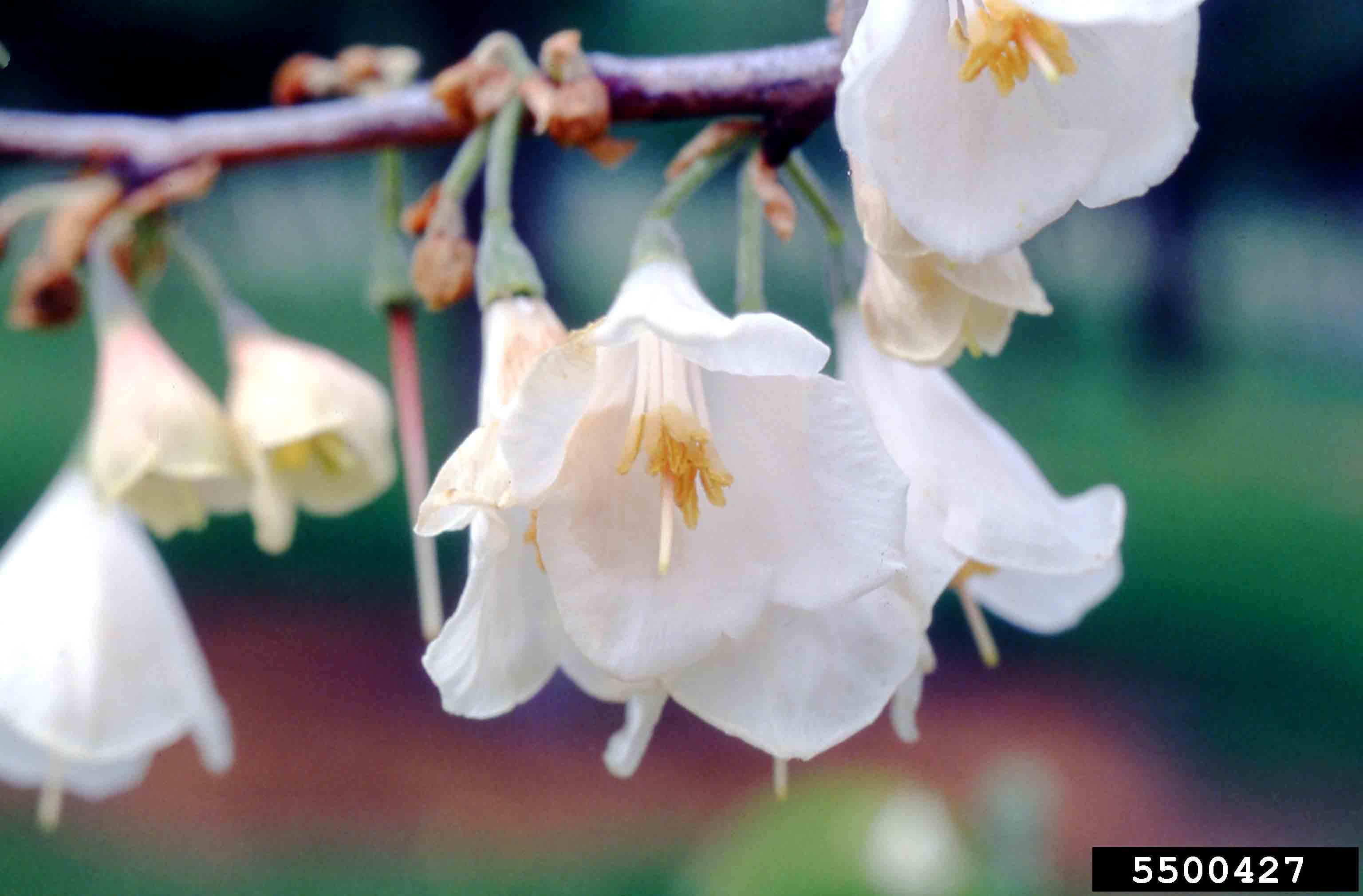 Carolina silverbell flowers