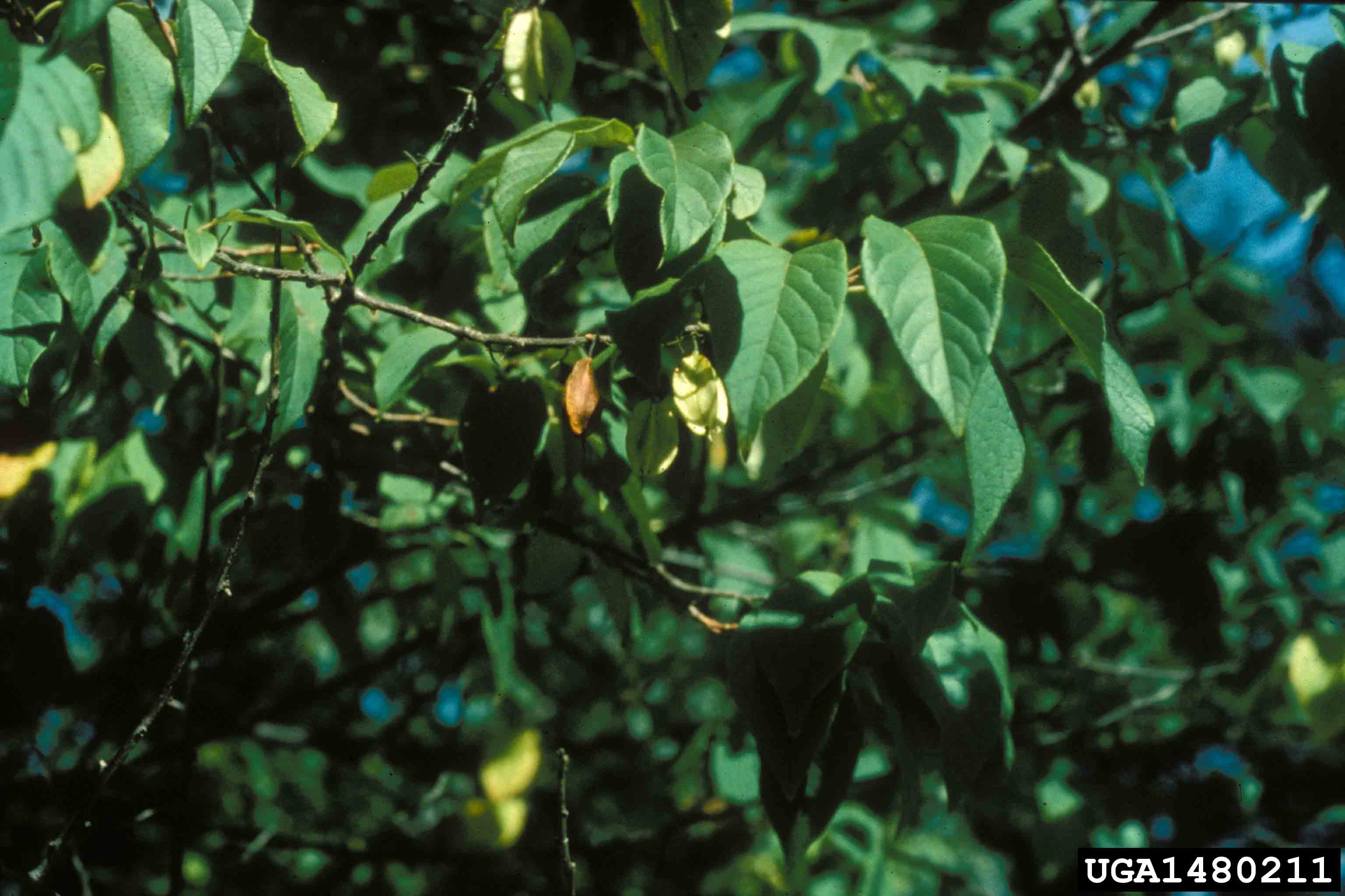 Carolina silverbell foliage