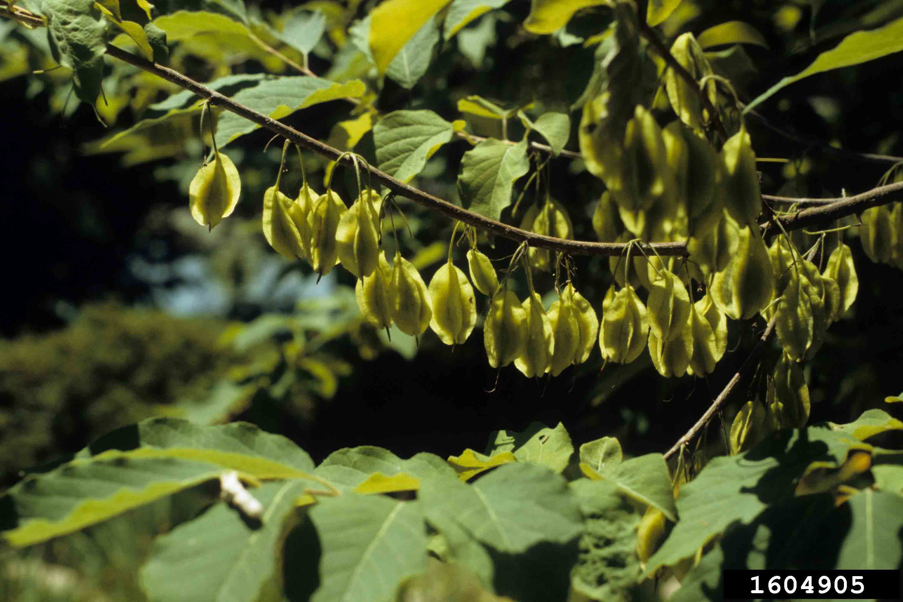 Carolina silverbell fruit, capsule with four wings