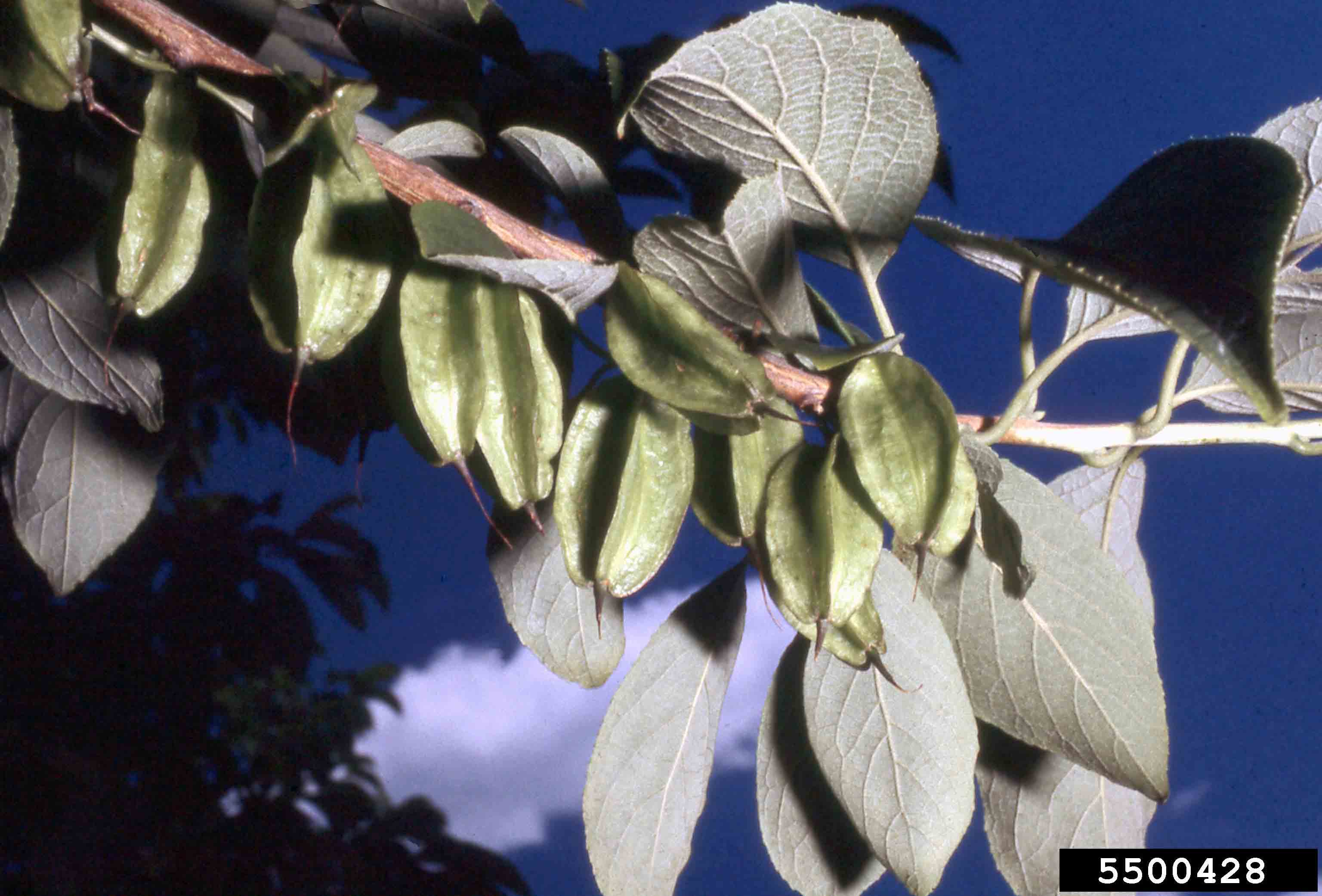 Carolina silverbell fruit, capsule with four wings